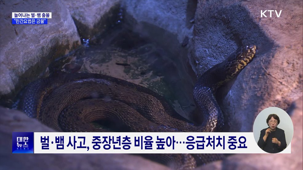 뱀물림·벌쏘임 사고 증가···"민간요법은 금물"