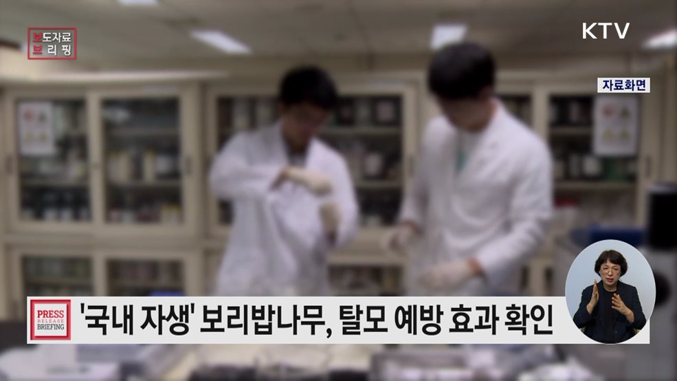 국내 자생 보리밥나무, 탈모 예방 효과 확인