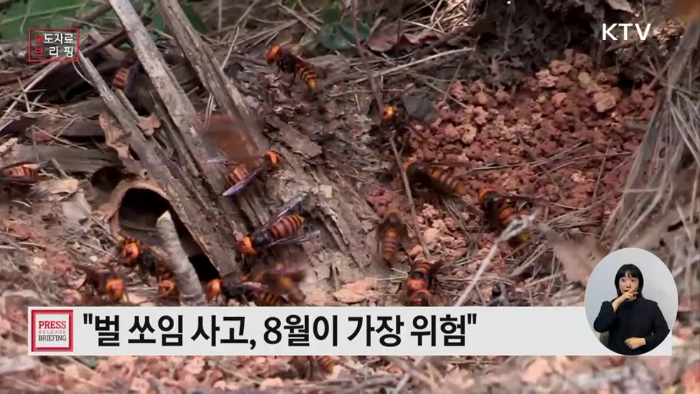 벌들의 활동이 왕성해지는 시기, 쏘임 주의!