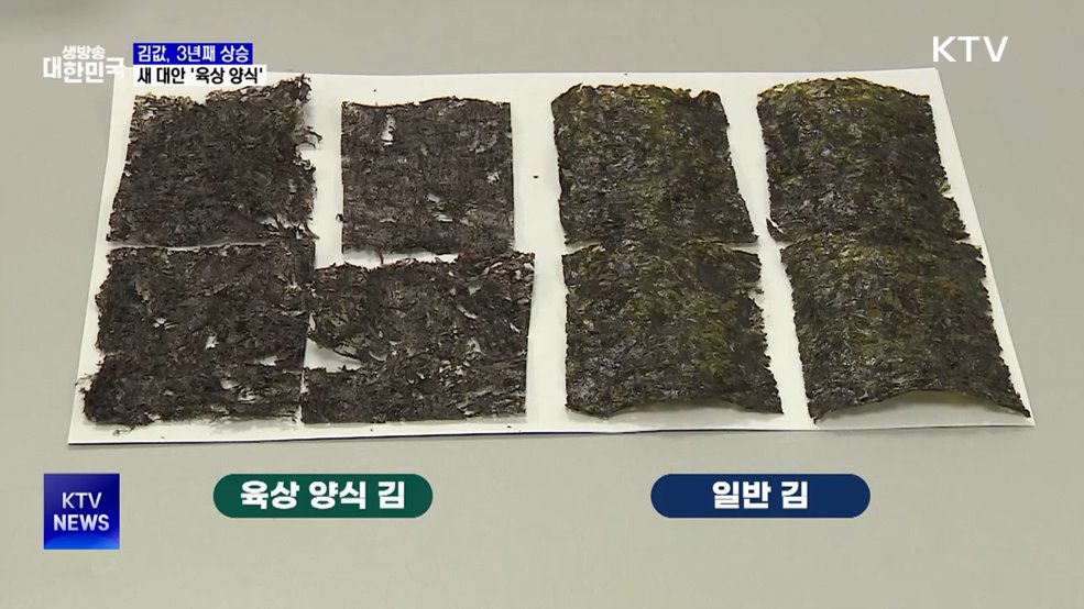 '김 육상 양식', 기후변화의 새로운 대안