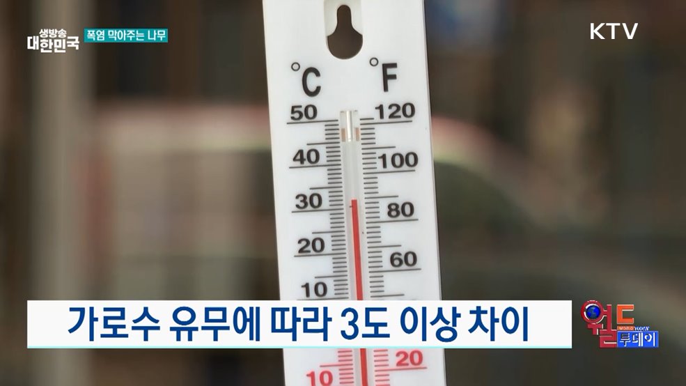 스페인, '가로수 더 많이 심어야' [월드 투데이]