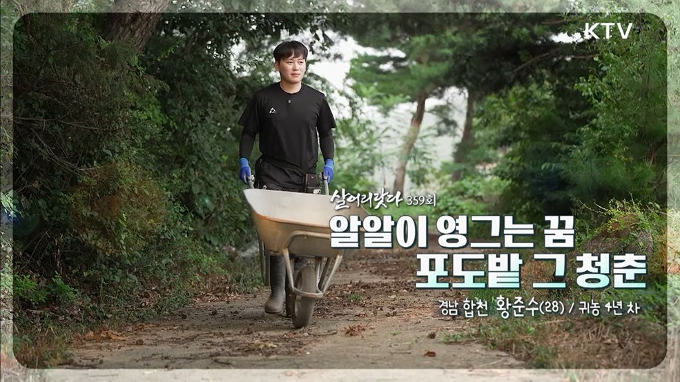 알알이 영그는 꿈 포도밭 그 청춘