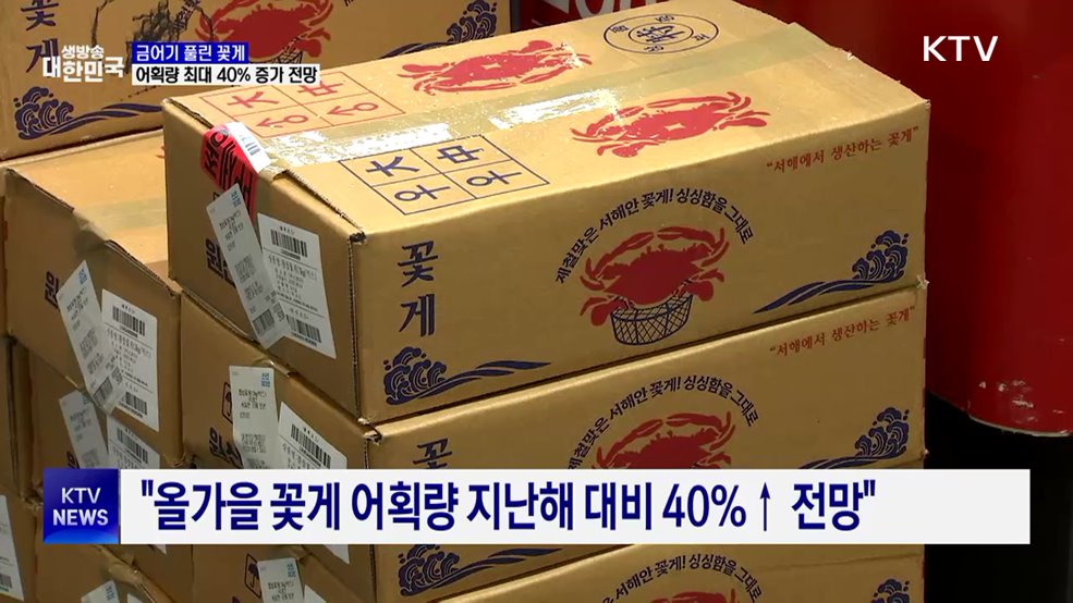 금어기 풀린 꽃게···올가을 어획량 최대 40% 증가 전망