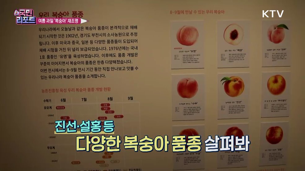 여름 대표 과일 '복숭아' 역사와 문화 재조명