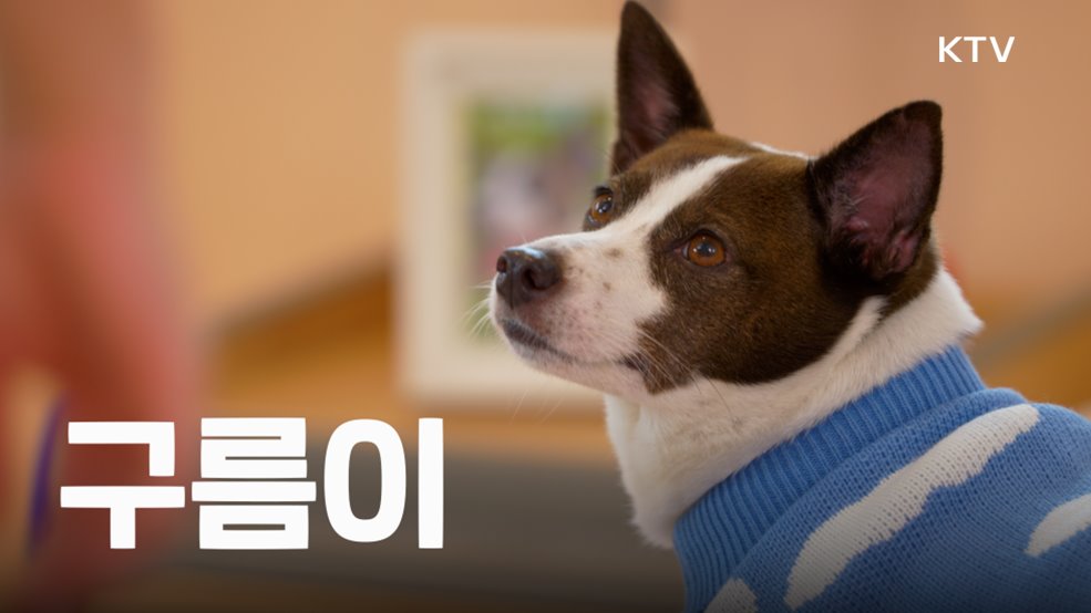 동물 학대, 사회적 범죄입니다 - 대검찰청