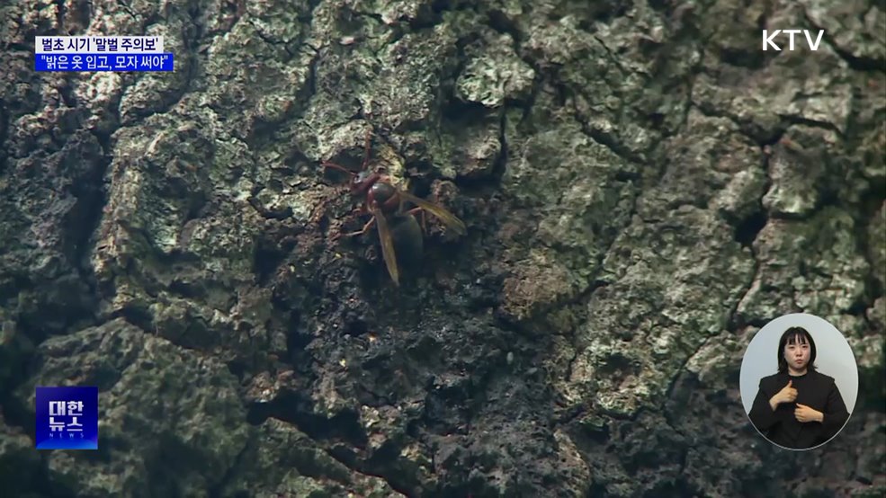 벌초 시기 '말벌 주의보'···"밝은 옷 입고, 모자 써야"