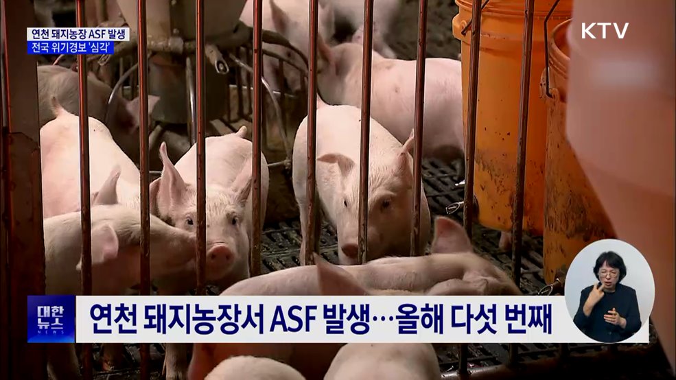 연천 돼지농장서 ASF 발생···전국 위기경보 '심각'