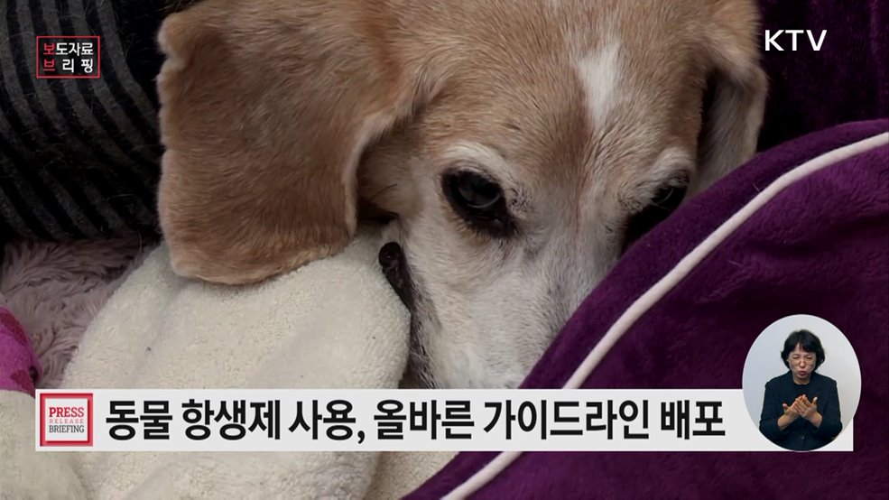 돼지부터 반려동물까지, 항생제 사용의 올바른 길잡이 나왔다