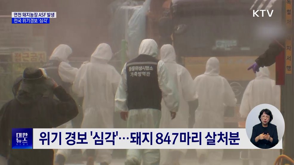 연천 돼지농장서 ASF 발생···전국 위기경보 '심각'