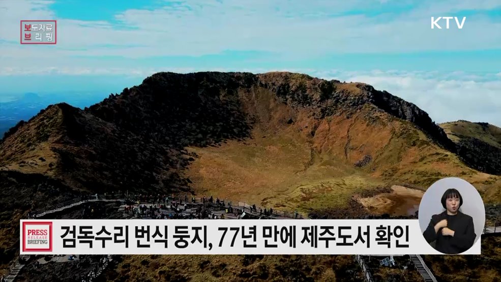 멸종위기종 Ⅰ급 검독수리 번식 둥지, 77년 만에 제주도에서 확인