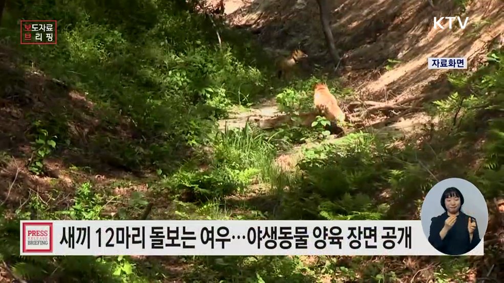 12마리 새끼 보살피는 여우 등 국립공원 야생동물 양육장면 포착