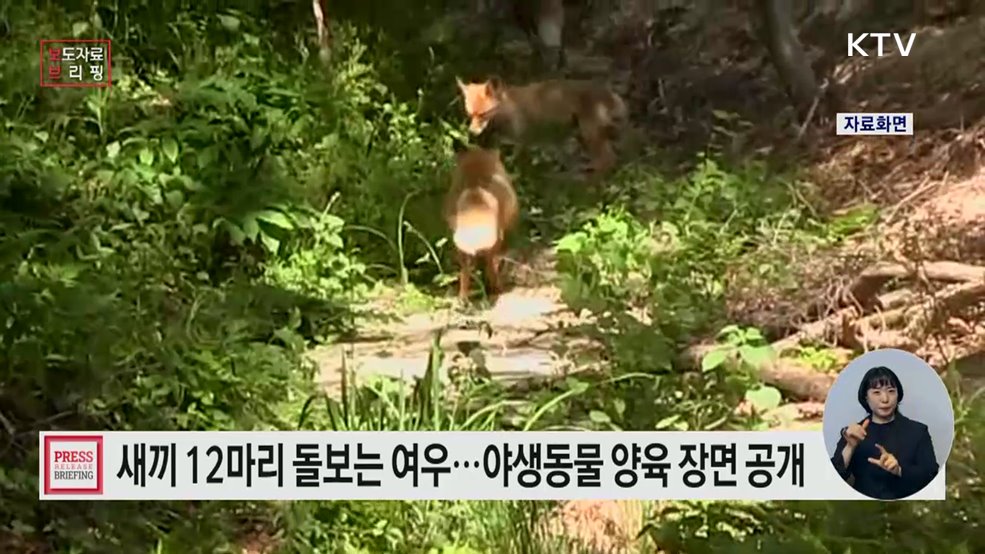 12마리 새끼 보살피는 여우 등 국립공원 야생동물 양육장면 포착