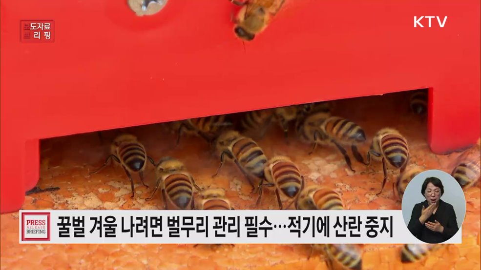 '가을철 벌무리 관리' 꿀벌 월동 피해 최소화 좌우