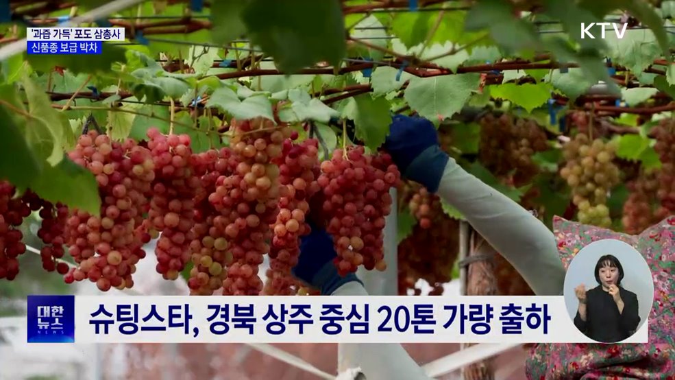 신품종 보급 박차···샤인머스캣 이을 포도는?