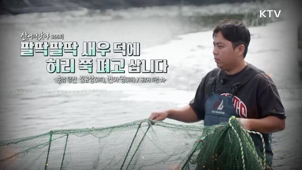 팔딱팔딱 새우 덕에 허리 쭉 펴고 삽니다