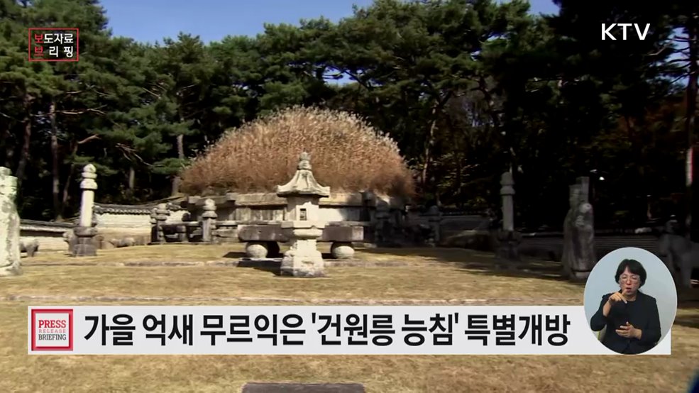 가을 억새 무르익은 동구릉 '건원릉 능침'(태조 이성계) 특별개방