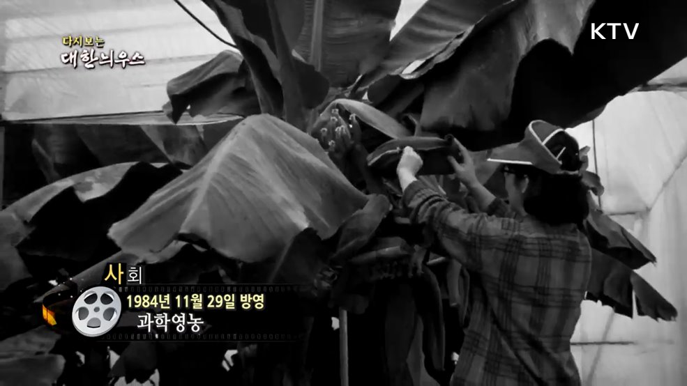 다시보는 대한늬우스 (84. 11. 29.)