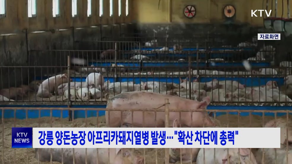 강릉 양돈농장 아프리카돼지열병 발생···"확산 차단에 총력"