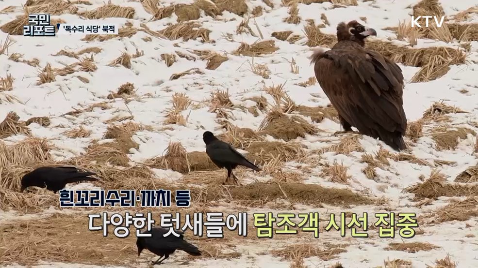 몽골서 찾아온 겨울 손님 '독수리 식당'으로 오세요