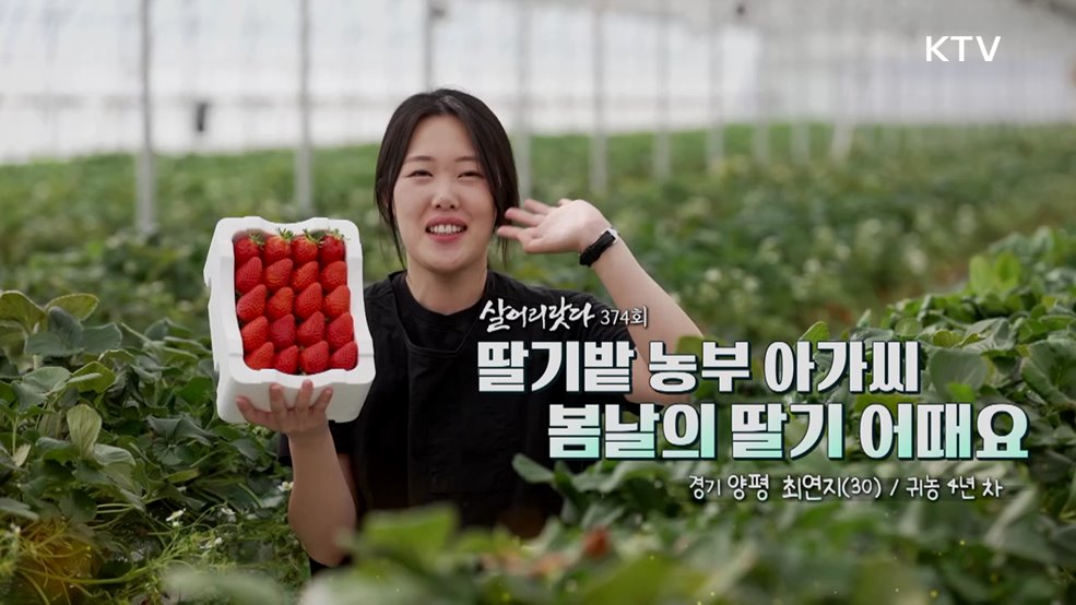 딸기밭 농부 아가씨 봄날의 딸기 어때요