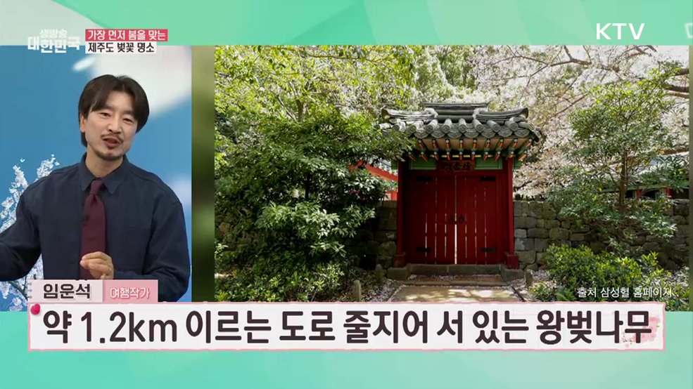 봄의 시작은 벚꽃과 함께! 전국 벚꽃 놀이 명소 [여행을 떠나요]