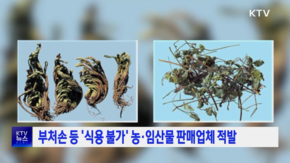 부처손 등 '식용 불가' 농·임산물 판매업체 적발