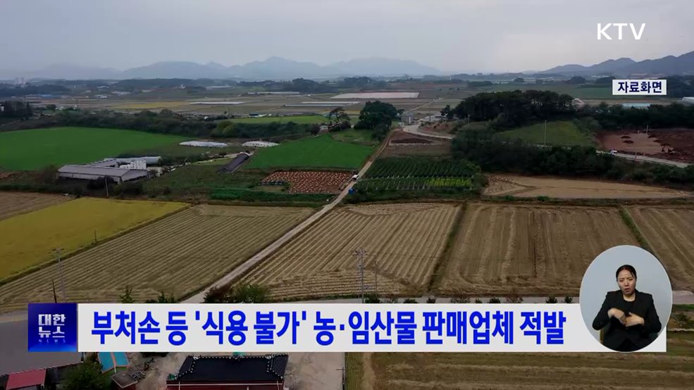 부처손 등 '식용 불가' 농·임산물 판매업체 적발