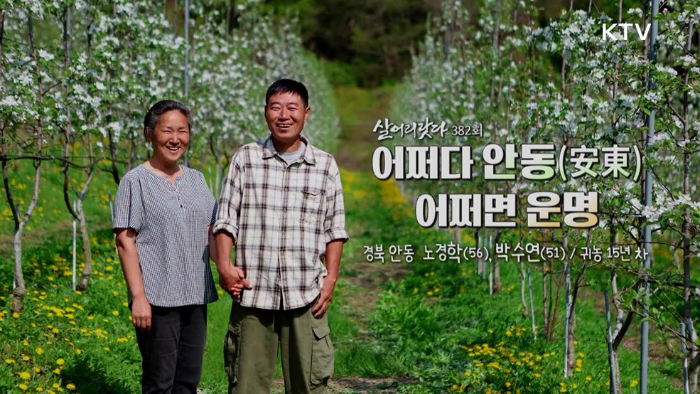 어쩌다 안동(安東), 어쩌면 운명
