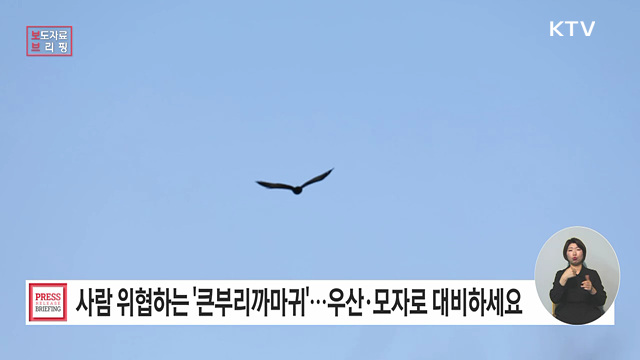 초여름 잦아지는 큰부리까마귀 공격, 둥지 근처 피하고 우산·모자로 대비하세요