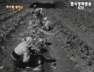 내고장 농촌 소식(`63)