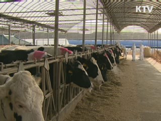 30만마리 백신접종…55만마리 살처분