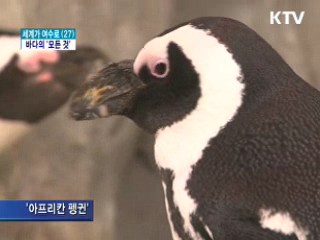 흰돌고래부터 미래해양까지 '한눈에'