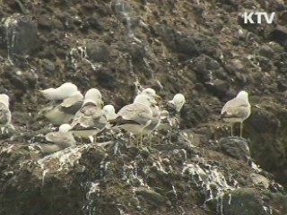 독도 바위·봉우리 새 명칭 붙인다