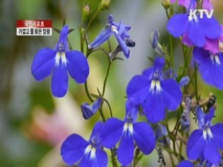 물 맑은 양평서 들꽃 감상하세요 [국민리포트]