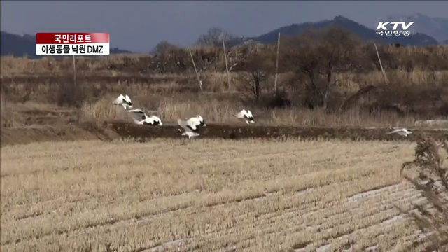 동물 낙원 DMZ, 서식 환경 훼손 [국민리포트]