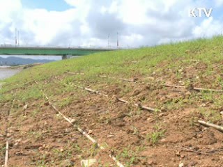 4대강 나무심기 이달 말부터 시작