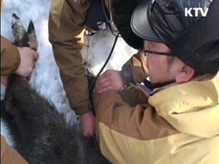 1급 멸종위기 산양, 백두대간에 서식