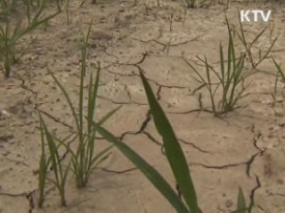 "농작물 수급상황 양호…다음주 최대 고비"