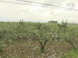 '볼라벤' 사과·배 피해 '곤파스' 2배