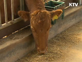 구제역·AI 실전훈련 "초기에 완벽 진압"