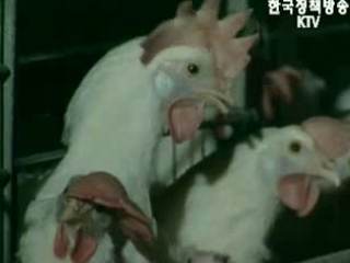 AI 방역대책으로 확산 차단