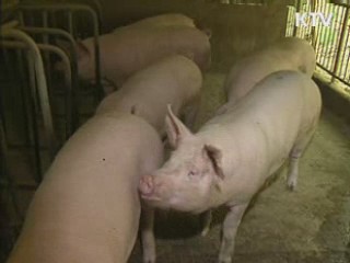 돼지 신종플루 국내 감염 확인