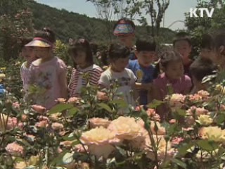 울산시, 장미 115만본 식재 사업 착수