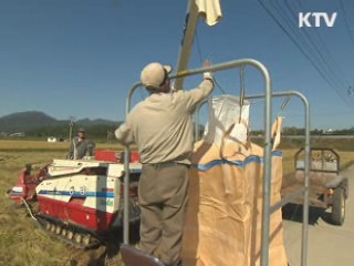 쌀 실수확량 422만4천톤 '수급 이상무' 