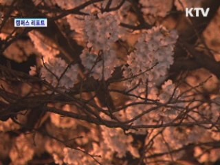 진해 군항제 벚꽃 절정…주말 100만명 운집