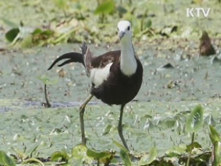 아열대 희귀조류 '물꿩' 우포늪에 '둥지'