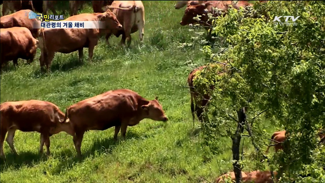 대관령 기온 뚝…겨우살이 채비로 분주
