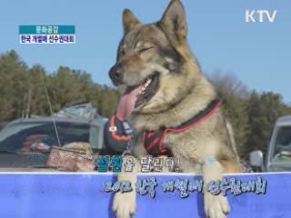 2012 한국 개썰매 선수권대회 [문화공감]