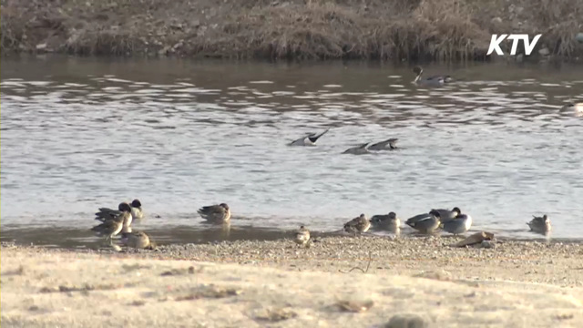 AI 농가 8곳…방역당국 '비상체제'