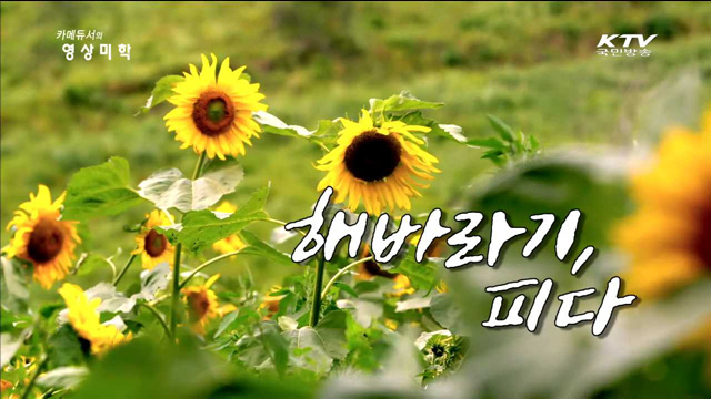 카메듀서의 映像美學 (41회)